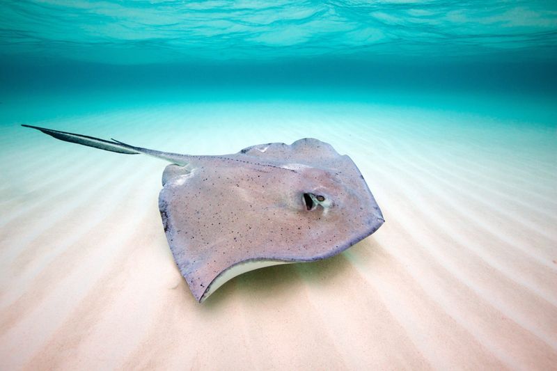 Bluntnose Stingray's Impressive Wingspan