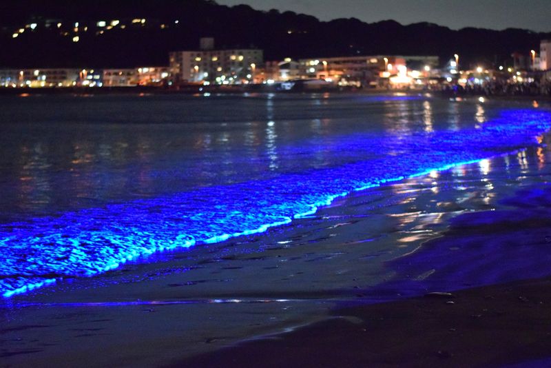 Dinoflagellates – Tiny Organisms, Spectacular Show