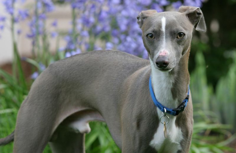 Inseparable Italian Greyhounds