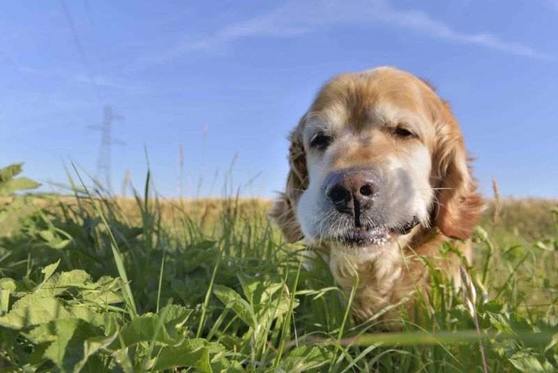 Tasty Grass Is Simply Delicious