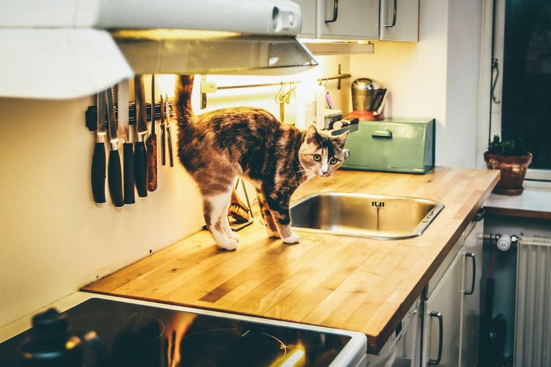 Counter Surfing