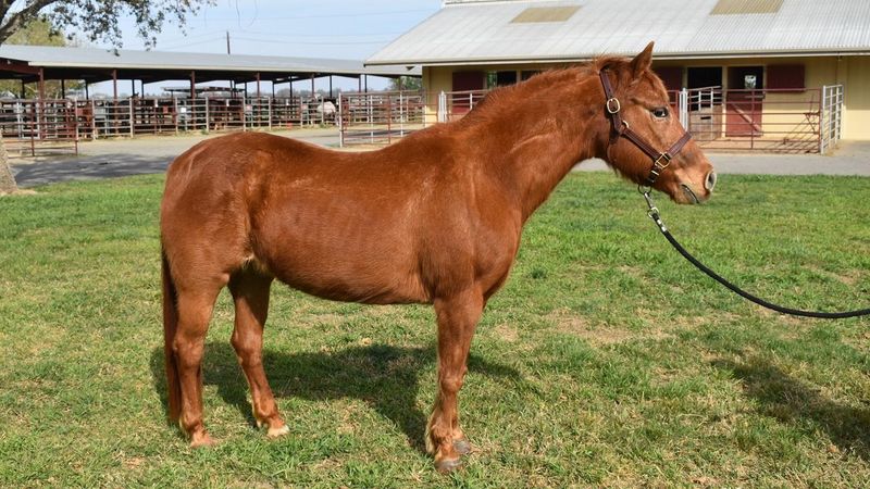 Horses With Metabolic Issues