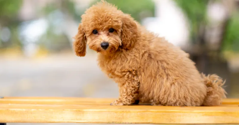 Maltipoo: The Living Teddy Bear