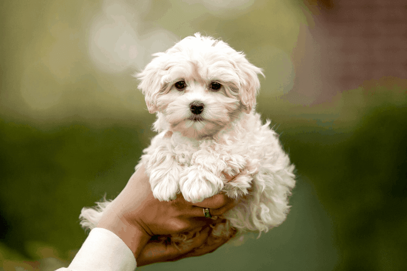Maltipoo