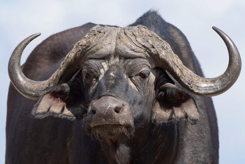 South Africa – Big Game And Deadly Snakes