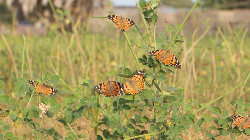 African Savanna's Seasonal Butterfly Explosions