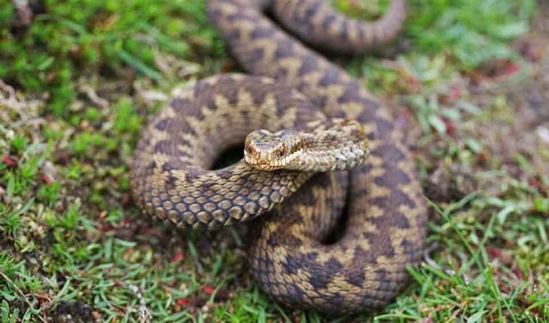 Europe: The European Adder