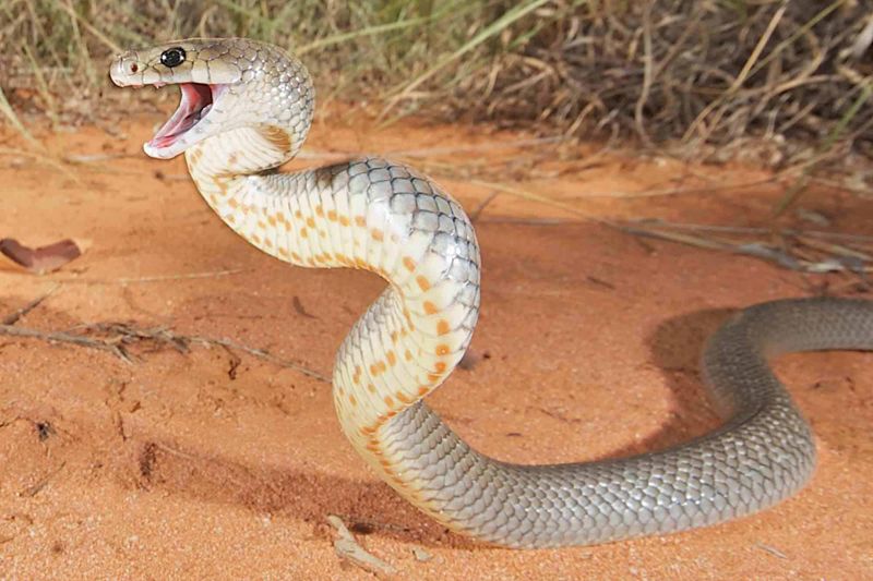 Australia: Eastern Brown Snake