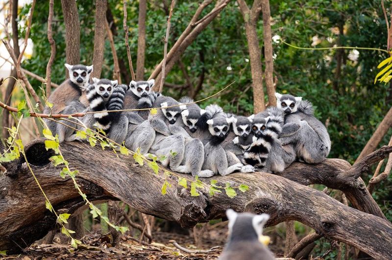 Madagascar's Lemur Kingdom