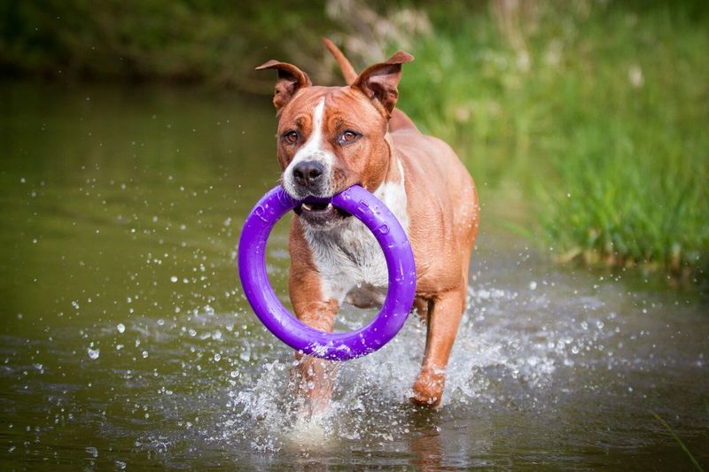 American Staffordshire Terrier