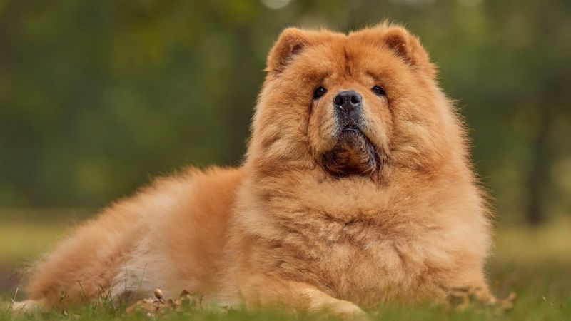 Chow Chow: The Feline-Like Canine With Attitude