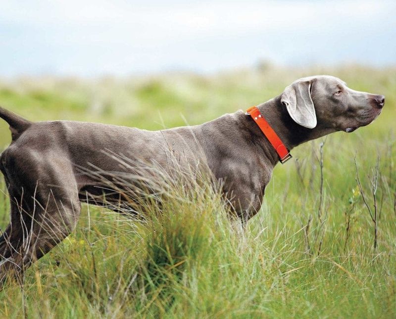 Weimaraner