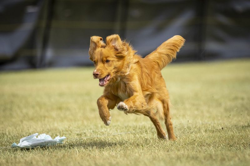 Greyhounds: Sprinters With Sight-Hunting Instincts