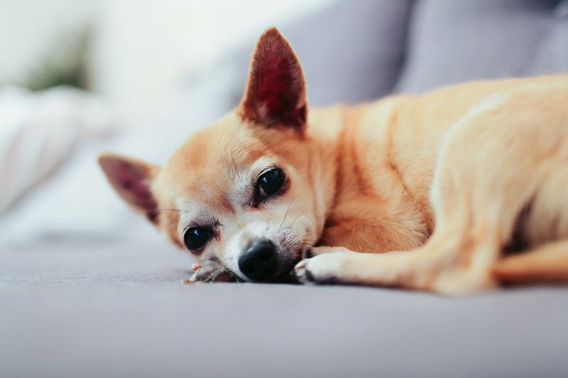 Chihuahuas: Tiny But Territorial
