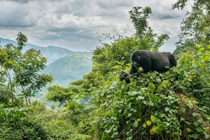 Uganda's Impenetrable Forest