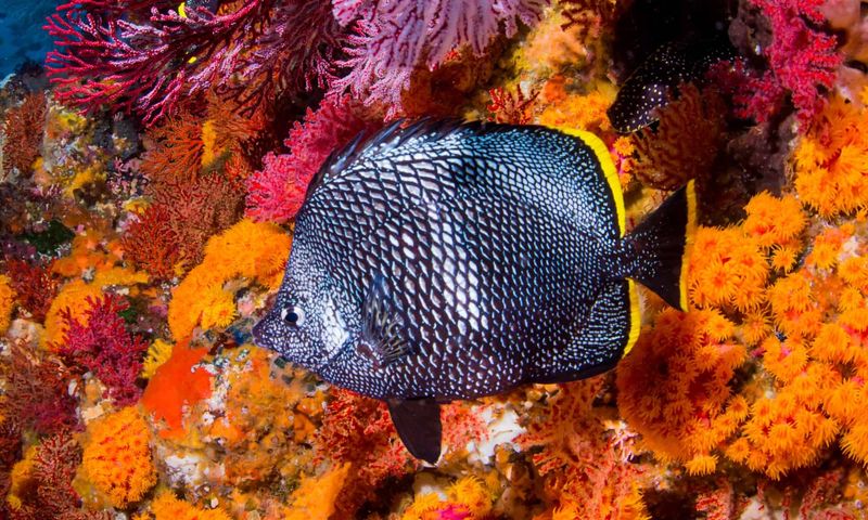 Wrought Iron Butterflyfish – Up To $3,800