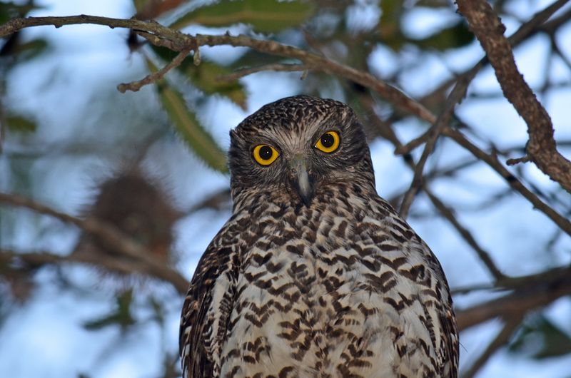 Powerful Owls – Nighttime Hunters Of Urban Invaders