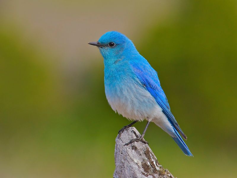 Mountain Bluebird