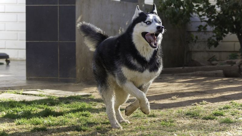 Siberian Husky – The Snow-Loving Escape Artist