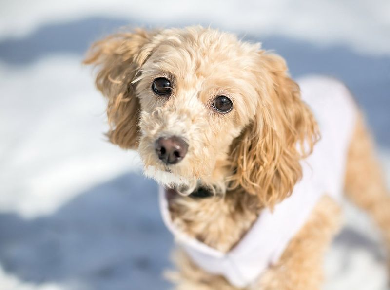 Spaniel Mixes: Gentle Socialites