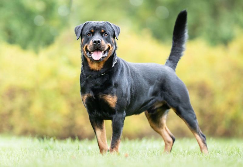 Rottweiler: The Thoughtful Powerhouse