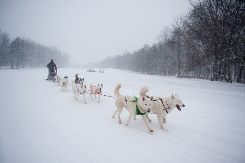 Siberian Husky: Snow Expedition Expert