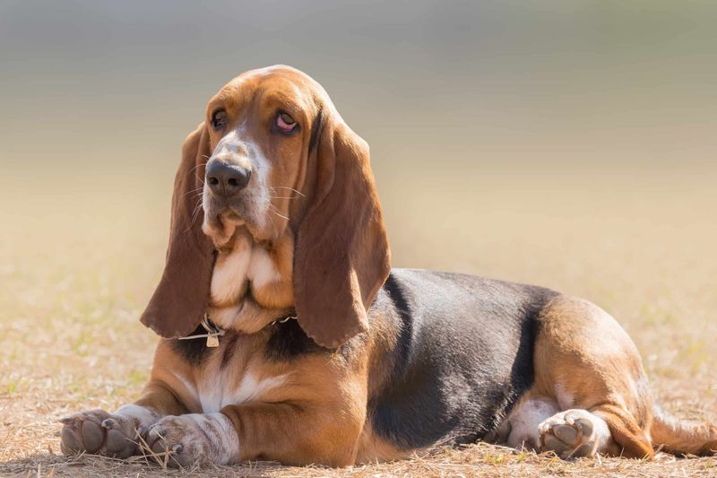 Basset Hounds: Those Ears Hear Everything