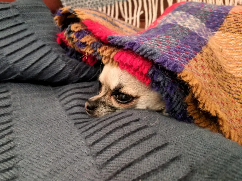 Chihuahuas Shiver Beyond Their Normal Trembles