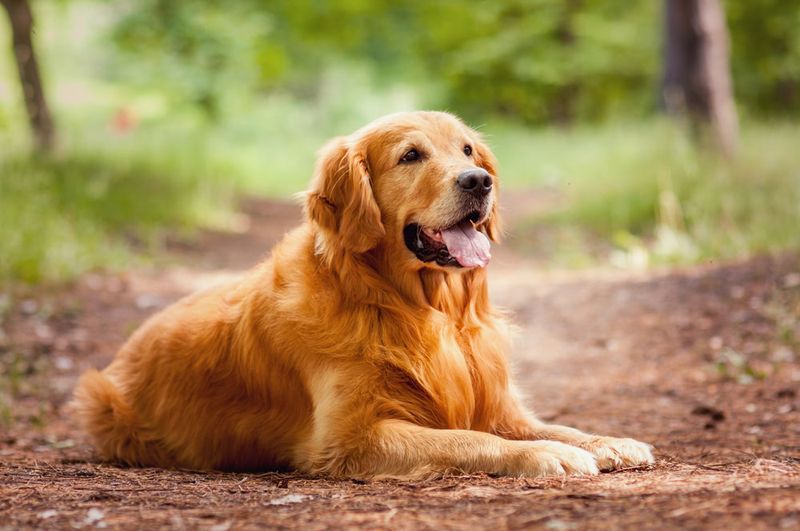 Golden Retrievers: The Compassionate Listeners