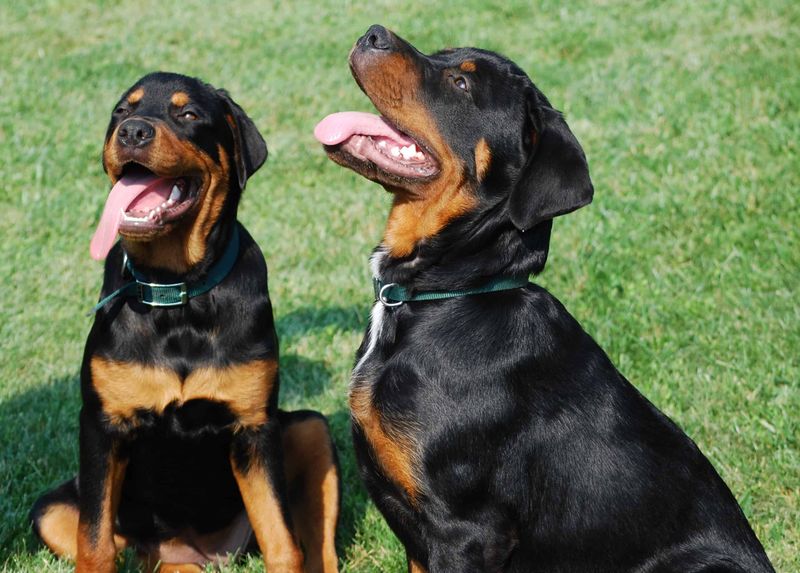Rottweilers: The Steadfast Servants