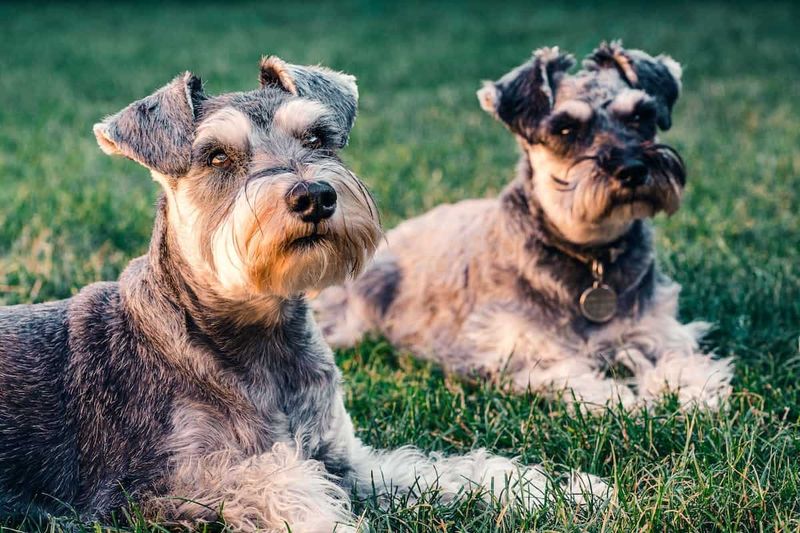 Miniature Schnauzer: Guardian With A Beard