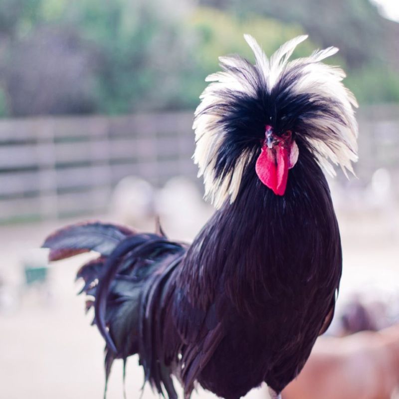Polish Bantams
