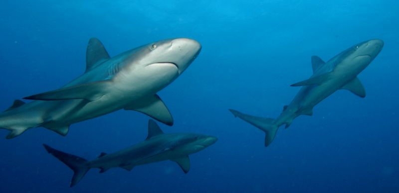 Shark Week Changed The Narrative