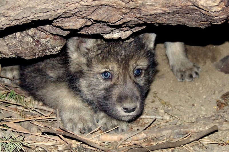 Puppy Vocalizations Help Track New Generations