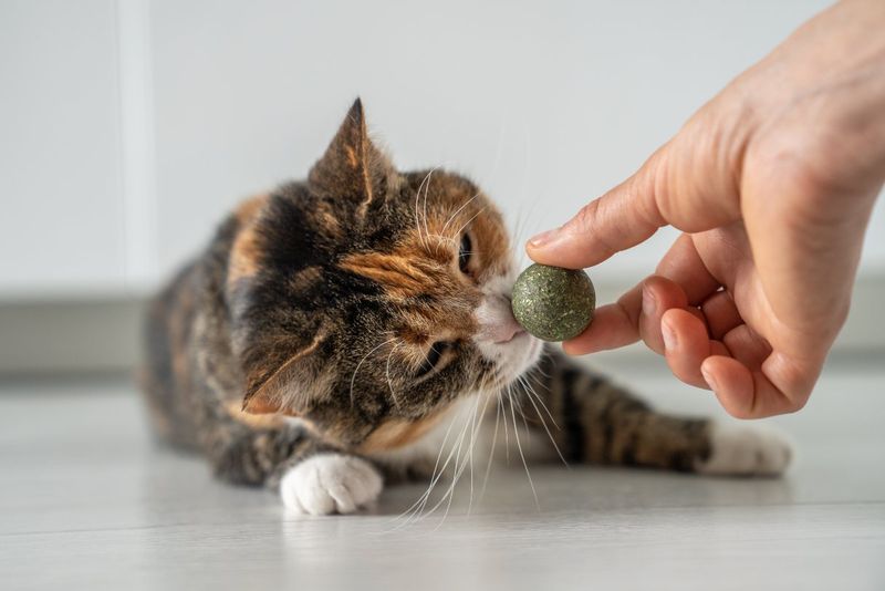 Catnip Doesn't Work For All Felines