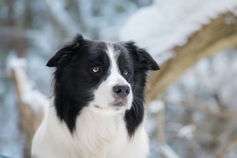 Disaster Detectives: Border Collies