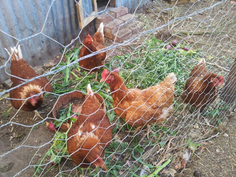 Lifespan Of Backyard Chickens Vs. Commercial Hens