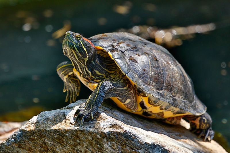 How Long Do Red-Eared Sliders Live In The Wild?