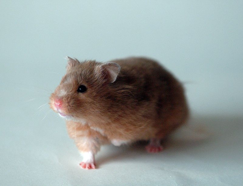 Syrian Hamsters Live Longest