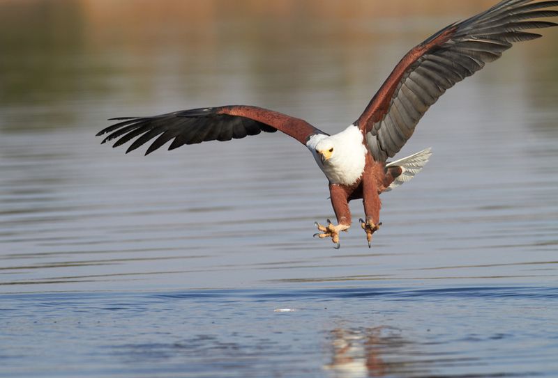 Feathered Fisherman: African Fish Eagle