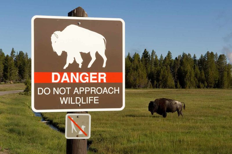 Do Not Approach Bison