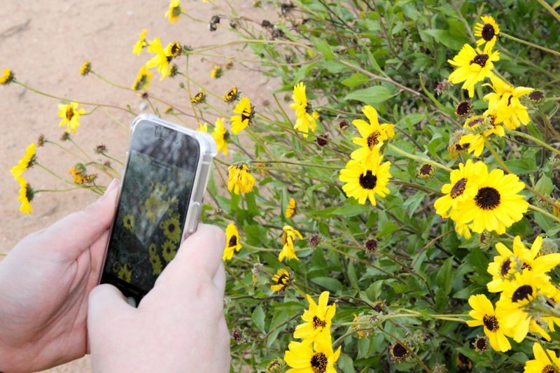 Join Citizen Science Projects