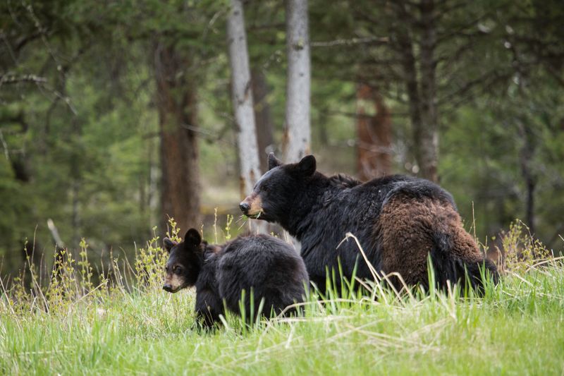 Stay Calm And Back Away Slowly If A Bear Approaches