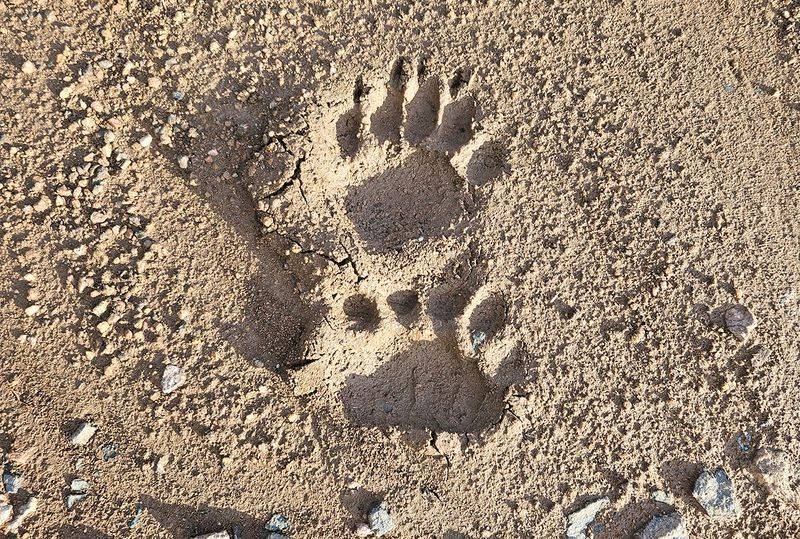 Watch For Bear Tracks And Scat As Warning Signs