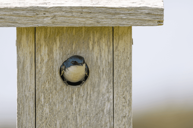 Build Nesting Boxes