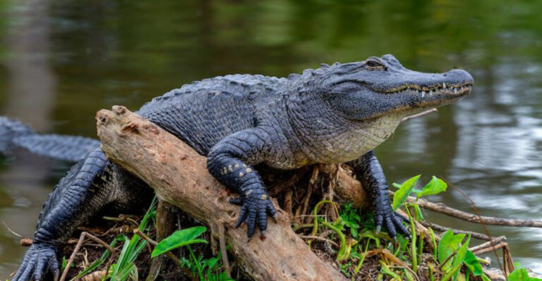 Avoid Swimming At These Alligator And Crocodile-Infested Waters Across The US