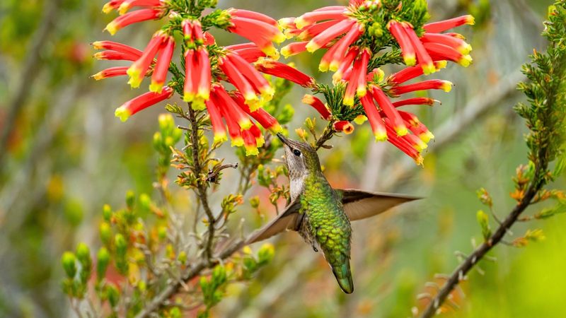 How To Turn Your Garden Into A Hummingbird Hotspot Year After Year
