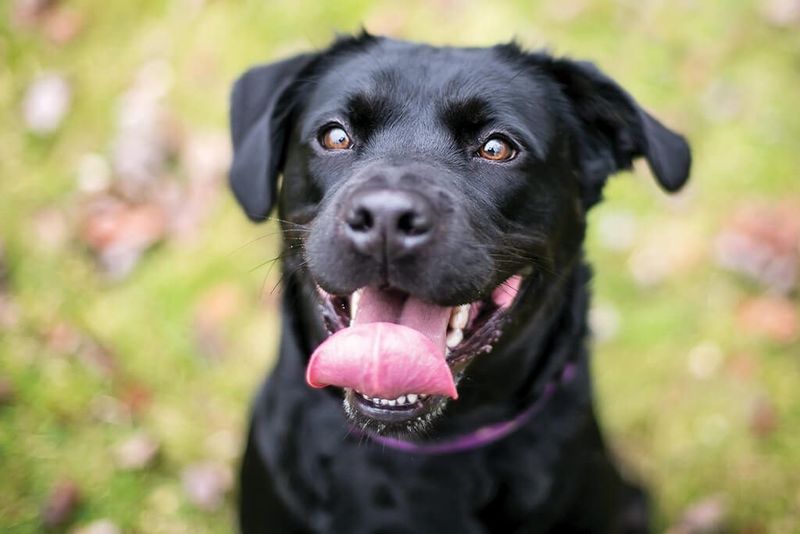 Excessive Panting