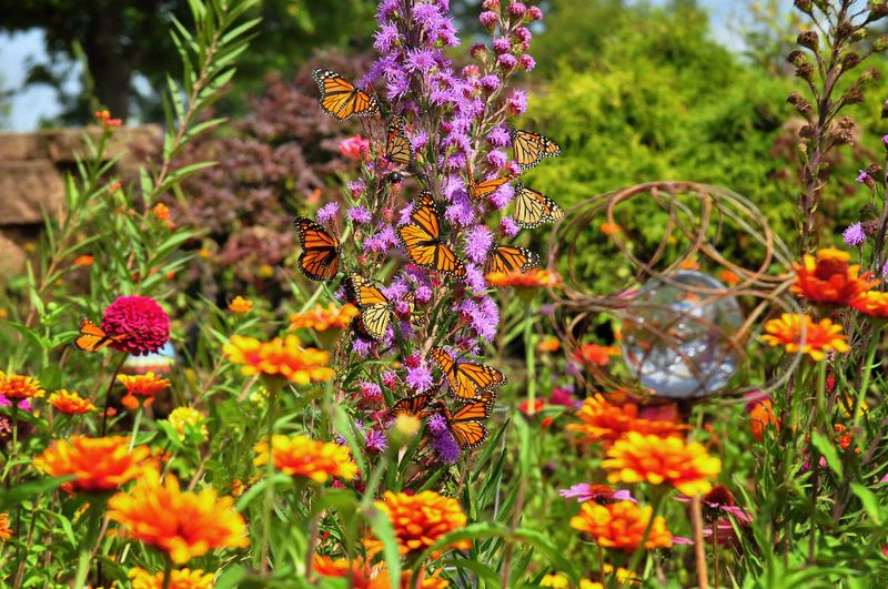 Creating A Year-Round Butterfly Haven