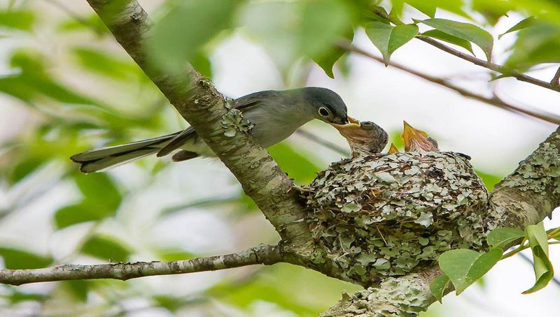 Maintaining Healthy Bird Populations
